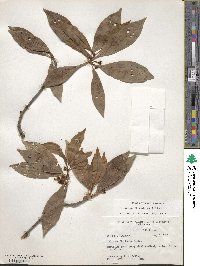 Illicium floridanum image