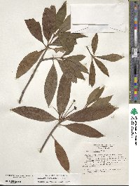 Illicium floridanum image