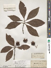 Illicium floridanum image