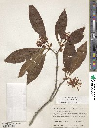 Illicium floridanum image