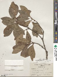 Illicium parviflorum image