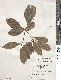 Illicium parviflorum image