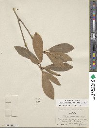 Illicium parviflorum image