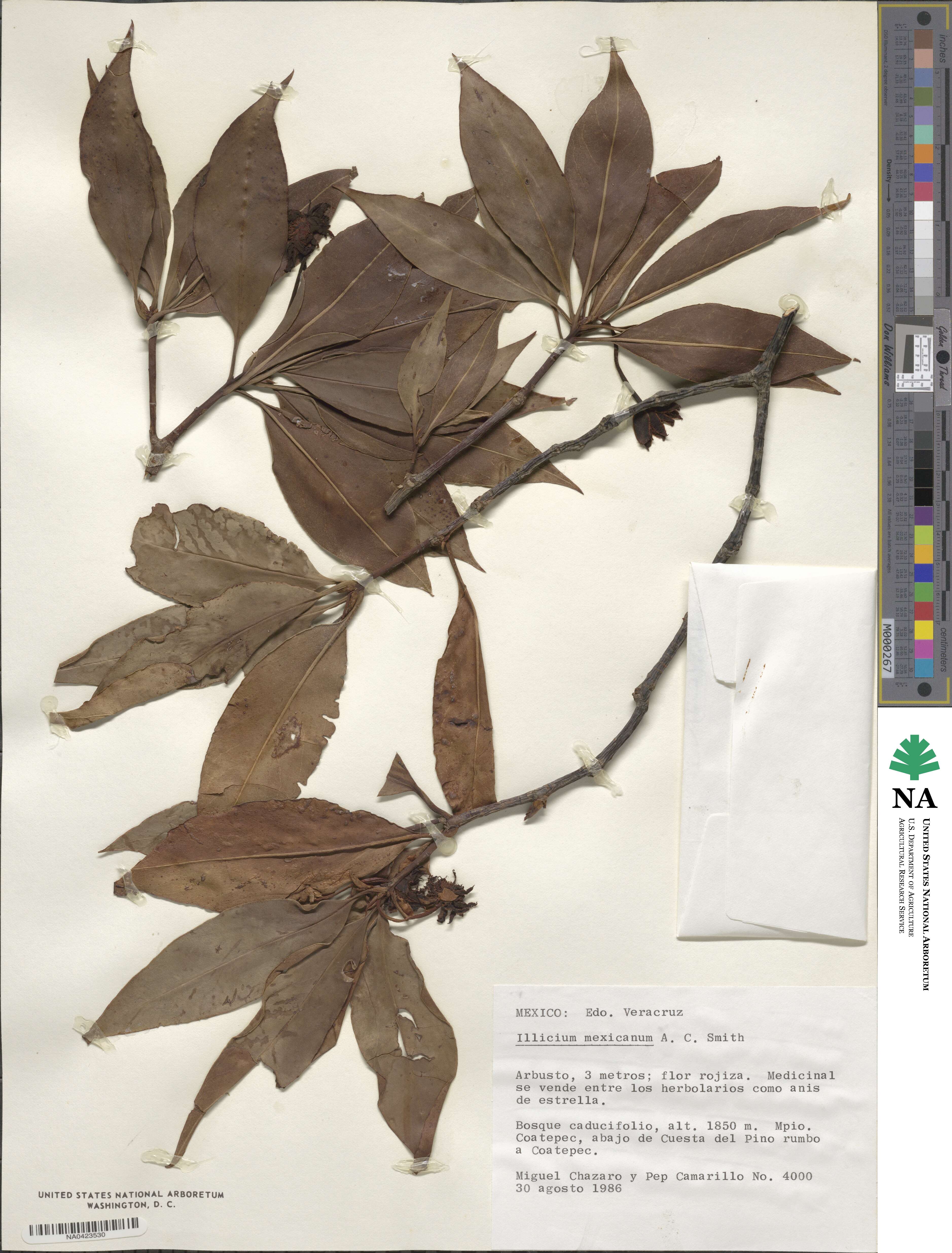 Illicium floridanum image