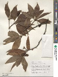 Illicium floridanum image