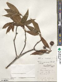 Illicium floridanum image