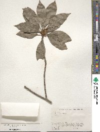 Illicium anisatum image