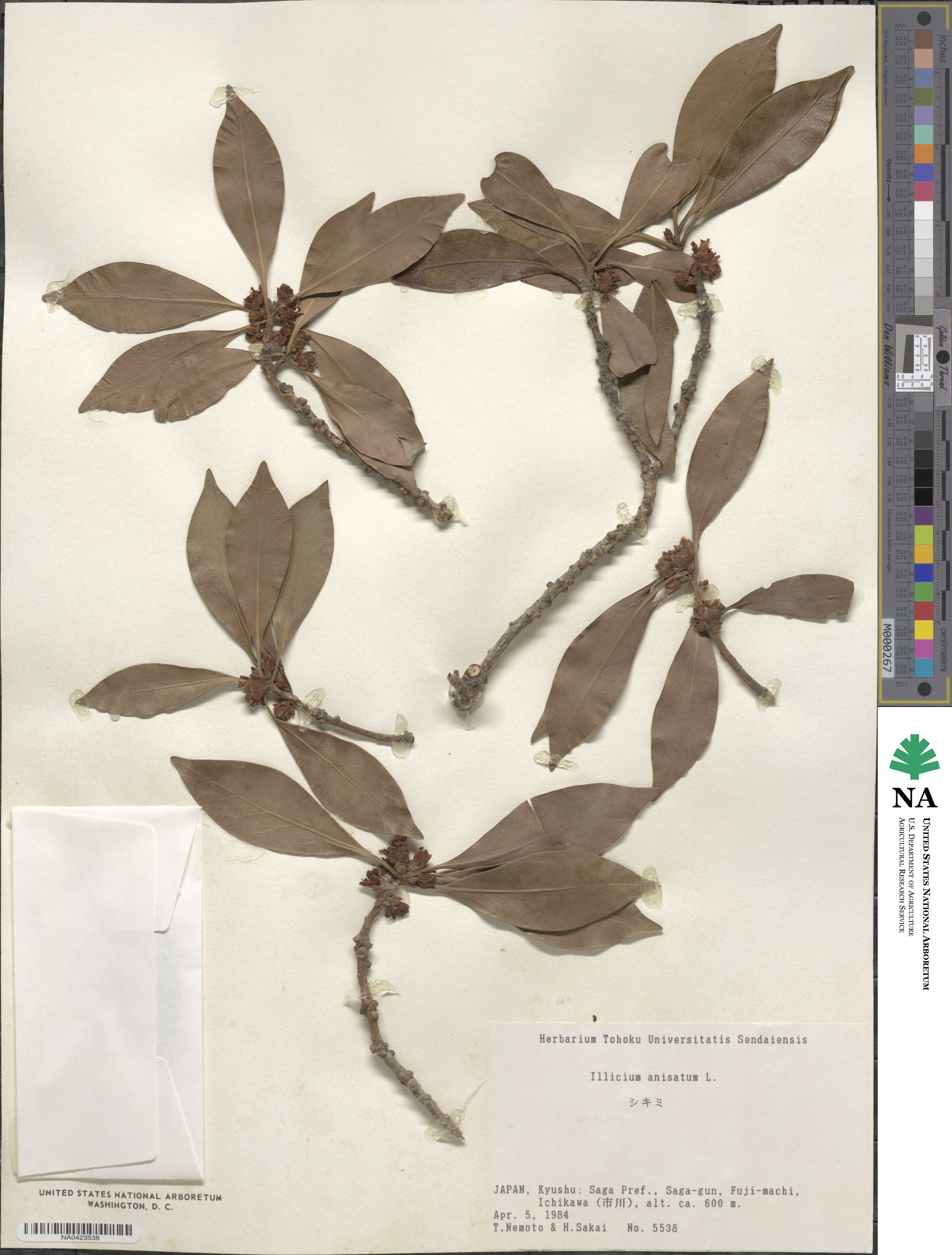 Illicium anisatum image