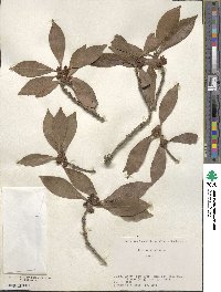 Illicium anisatum image