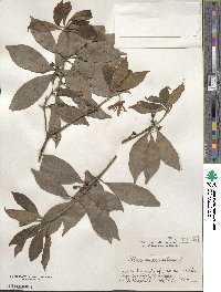 Illicium anisatum image