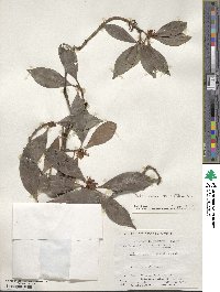 Illicium anisatum image