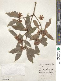 Illicium anisatum image