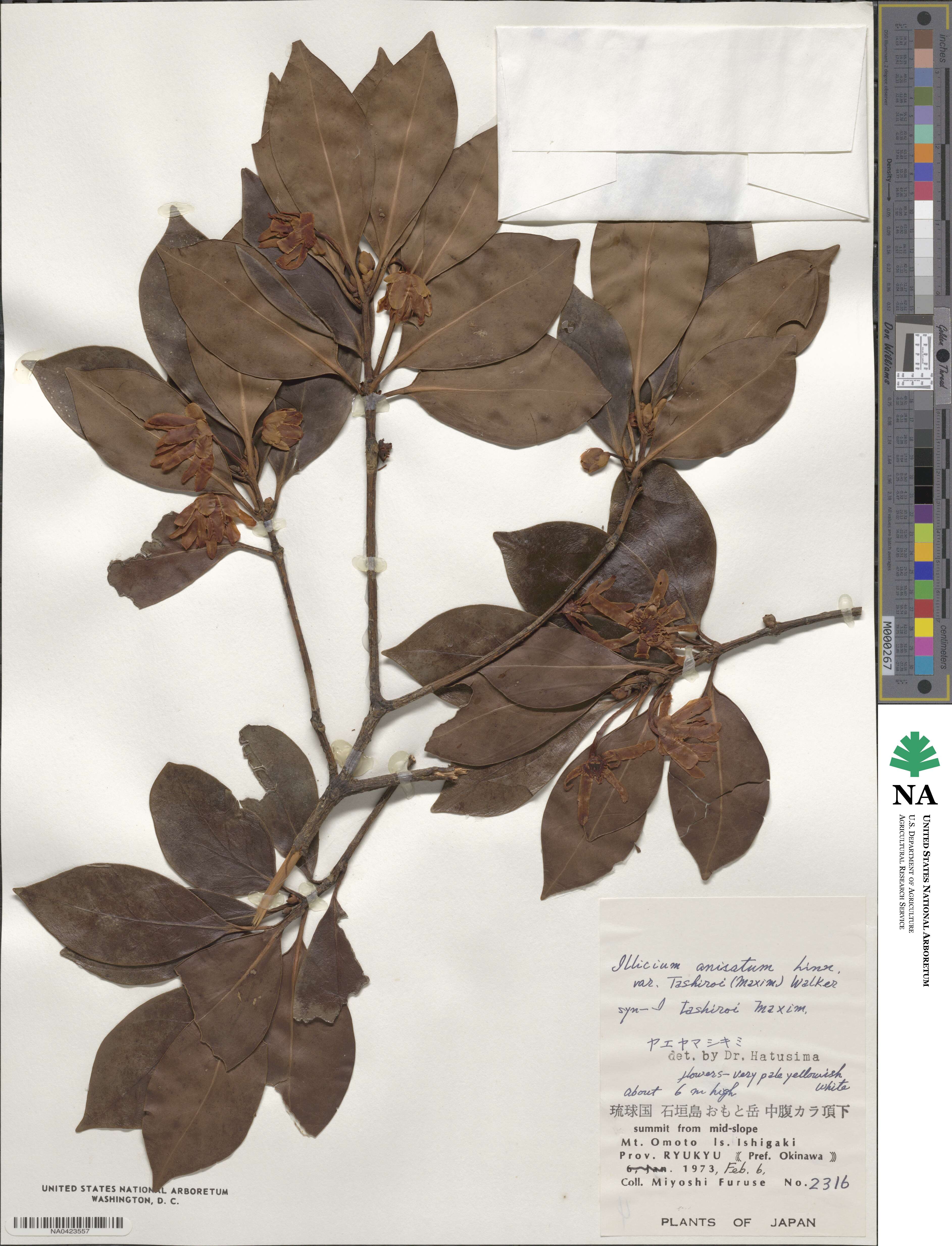 Illicium tashiroi image