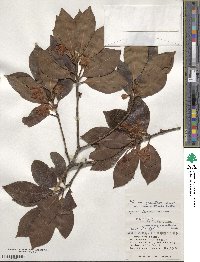 Image of Illicium tashiroi