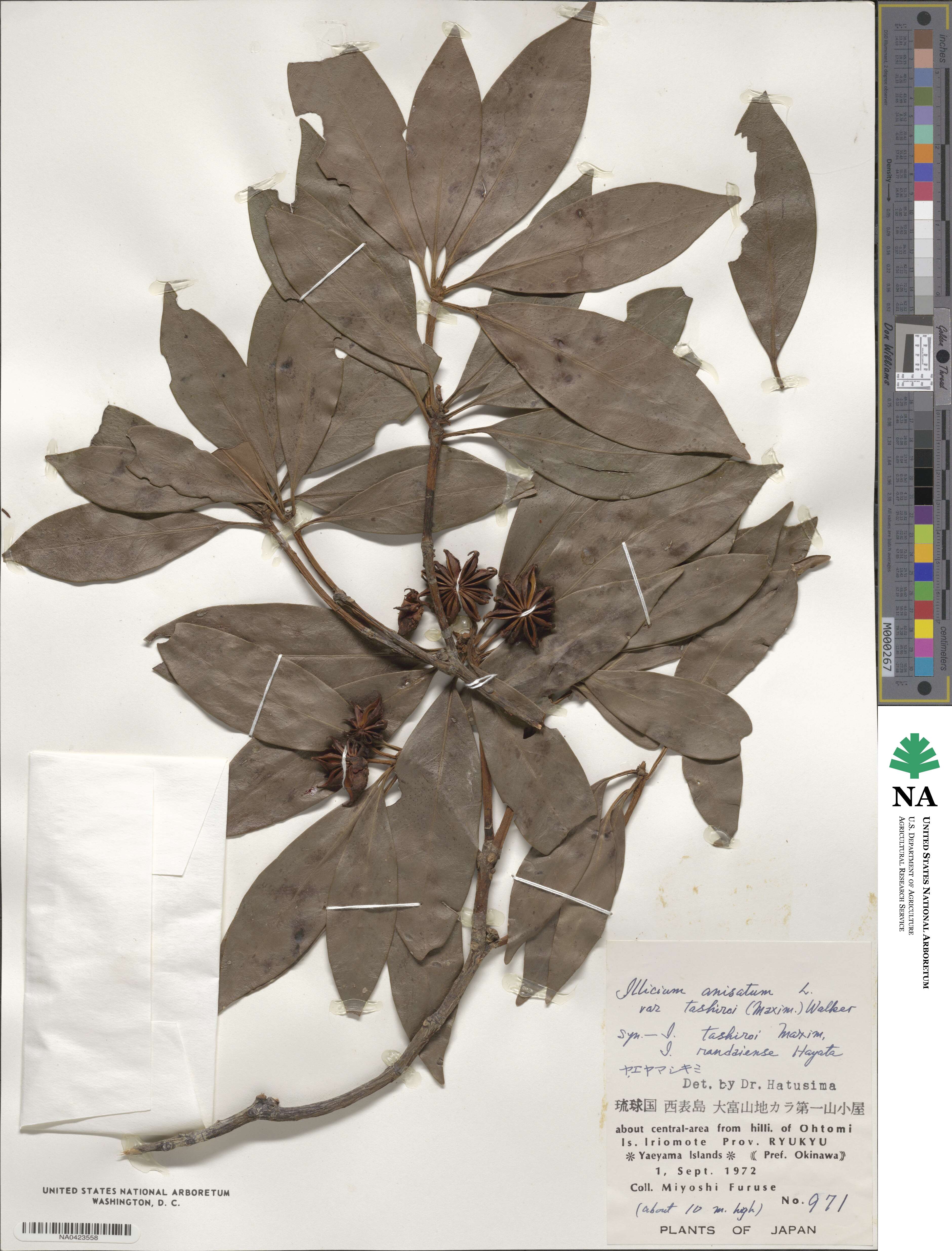 Illicium tashiroi image