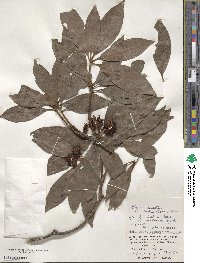 Illicium tashiroi image