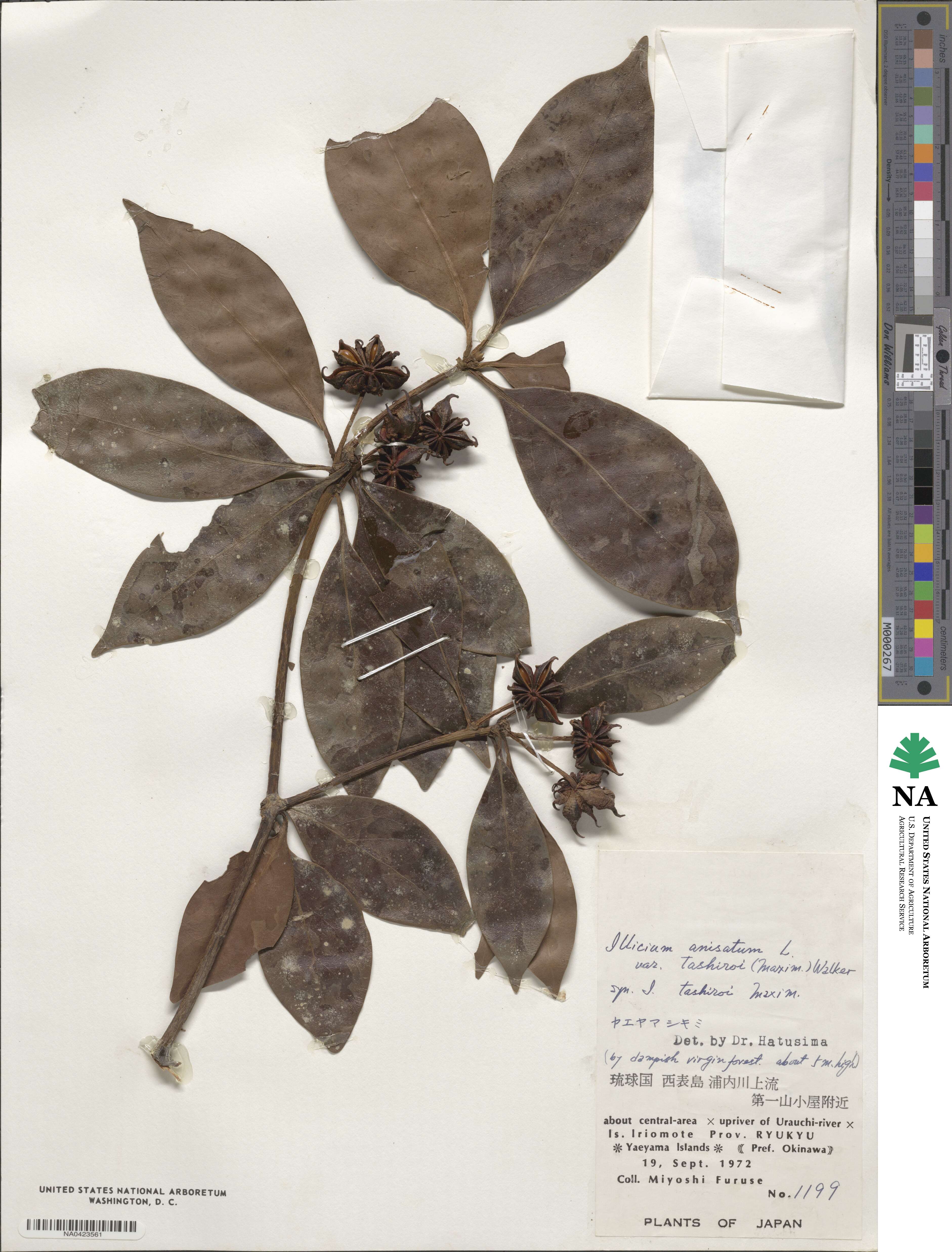 Illicium tashiroi image