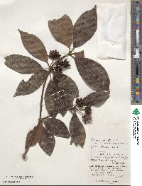 Illicium tashiroi image