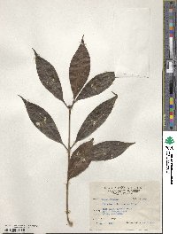 Illicium arborescens image