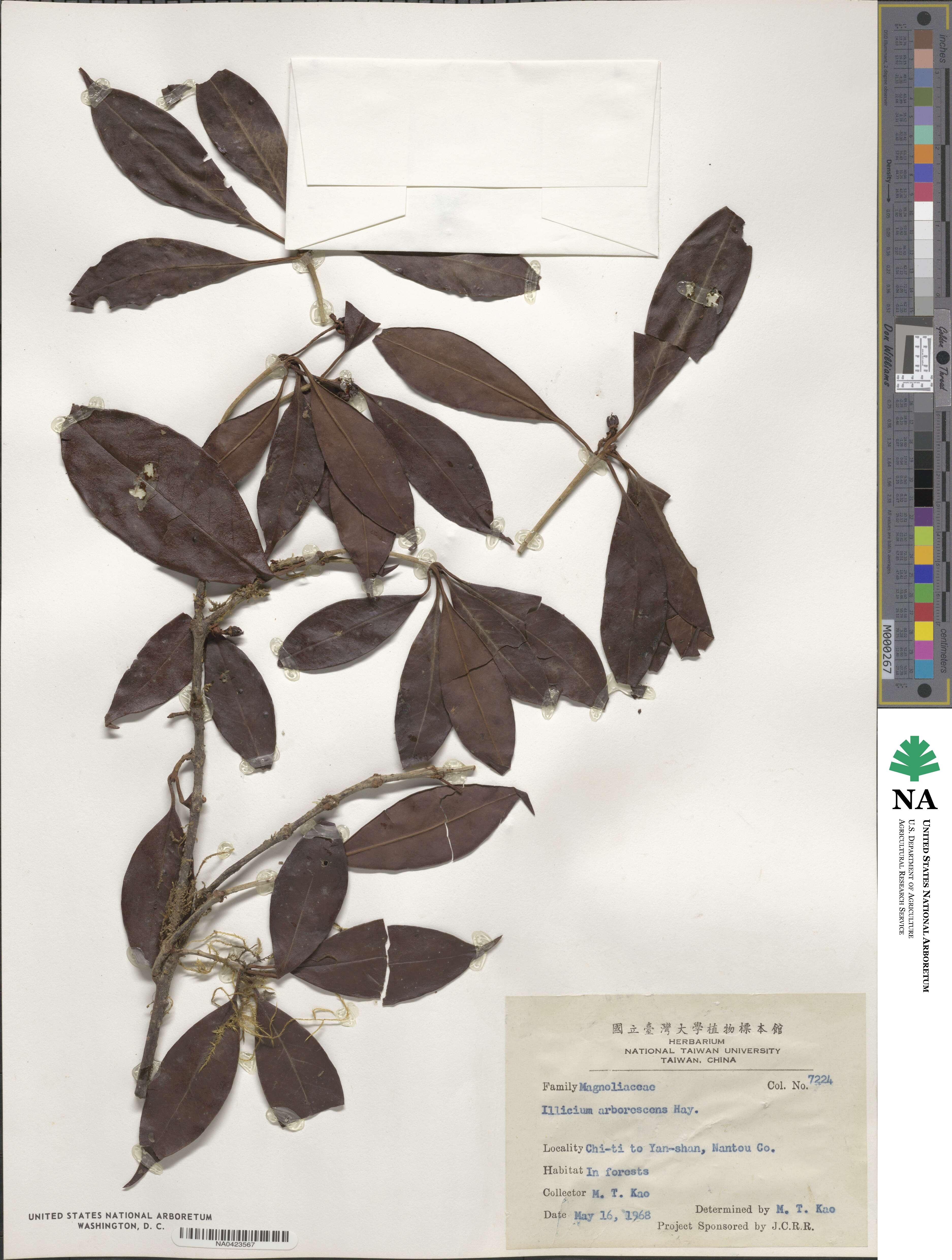 Illicium arborescens image