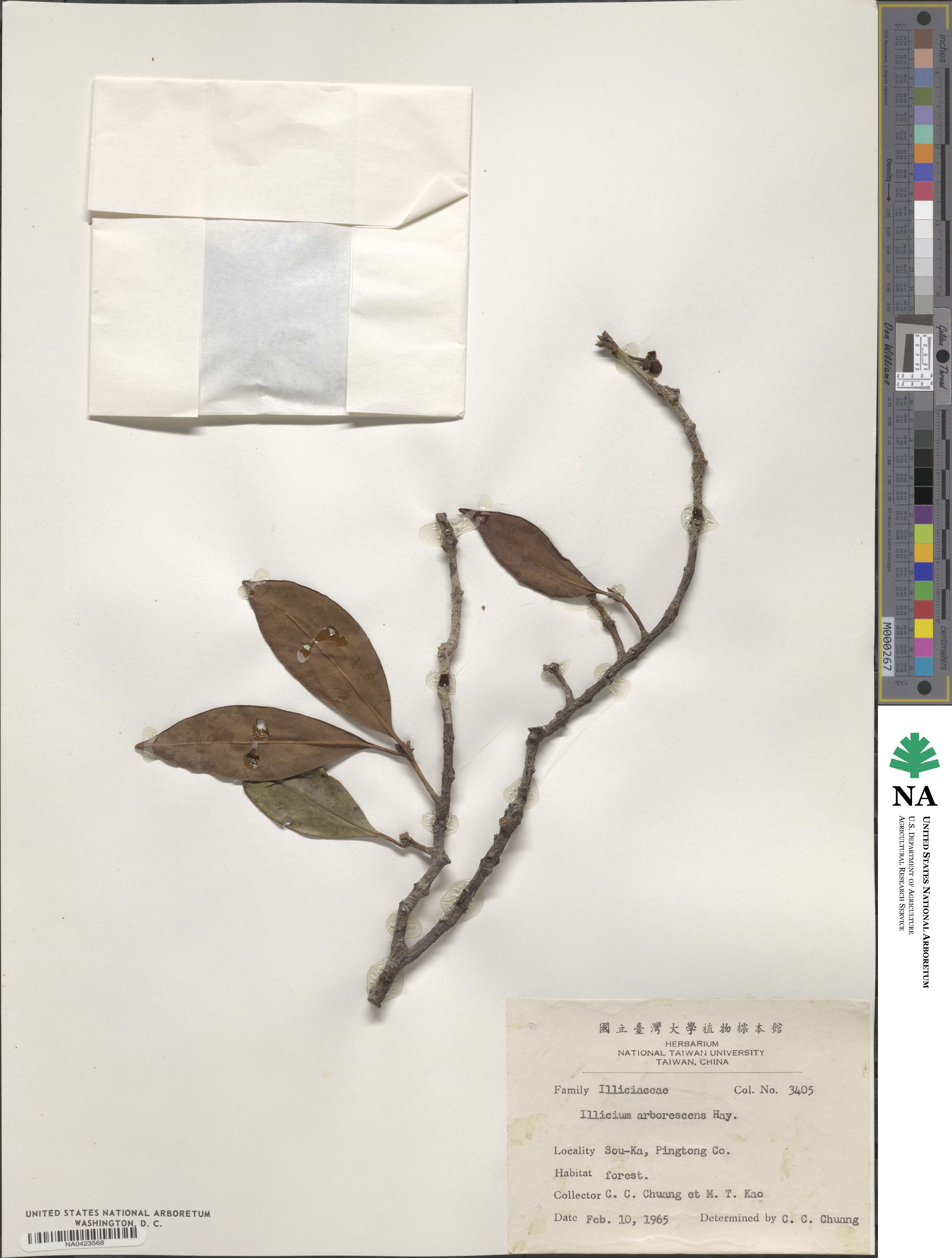 Illicium arborescens image