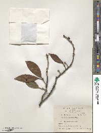 Illicium arborescens image