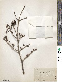 Image of Illicium griffithii