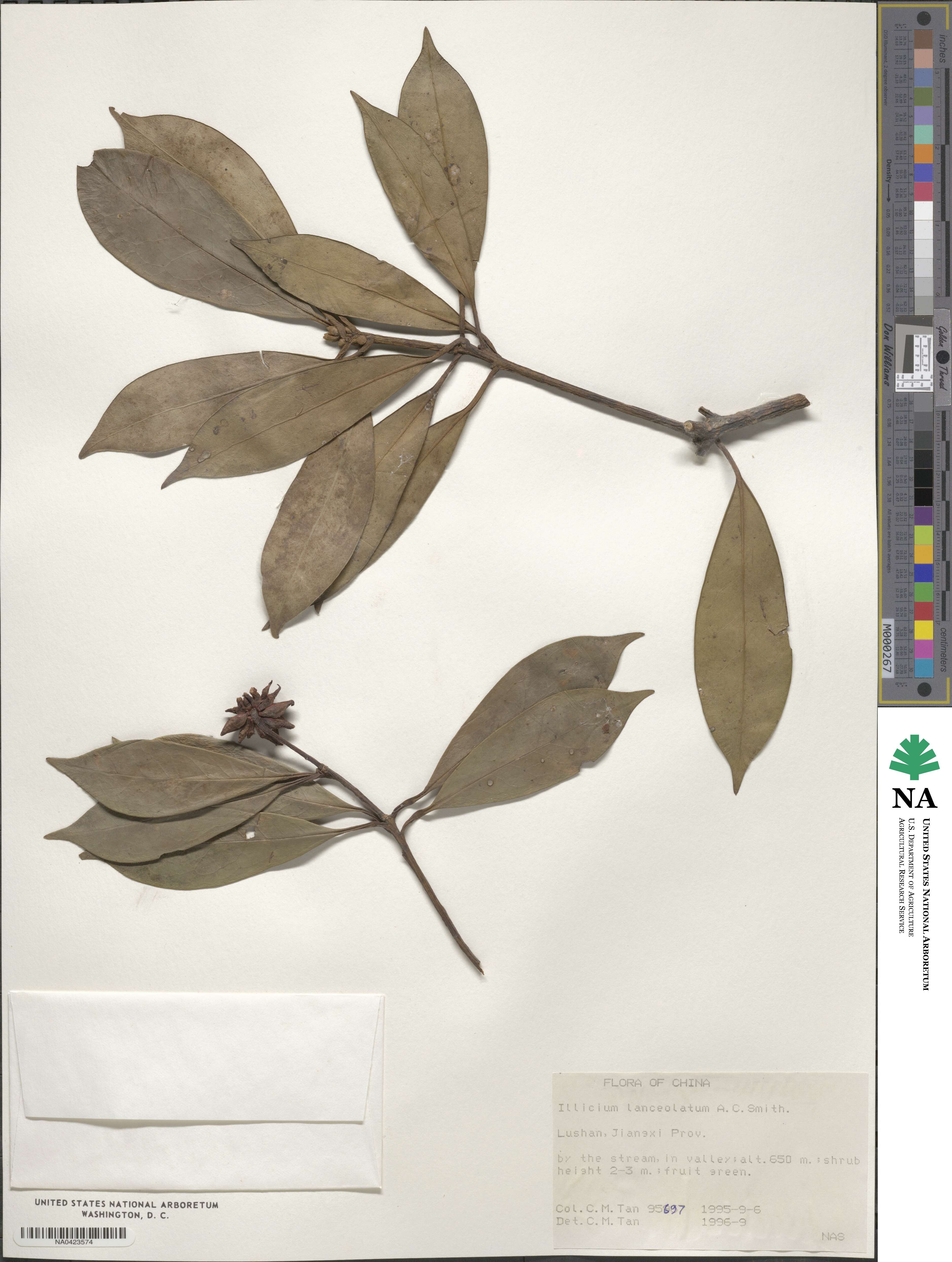 Illicium lanceolatum image