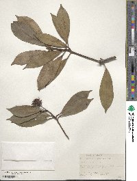 Image of Illicium lanceolatum