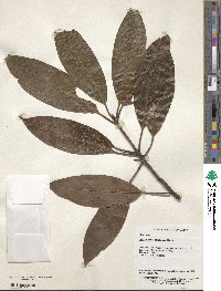 Image of Illicium majus