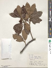 Illicium tashiroi image