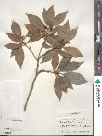 Illicium anisatum image