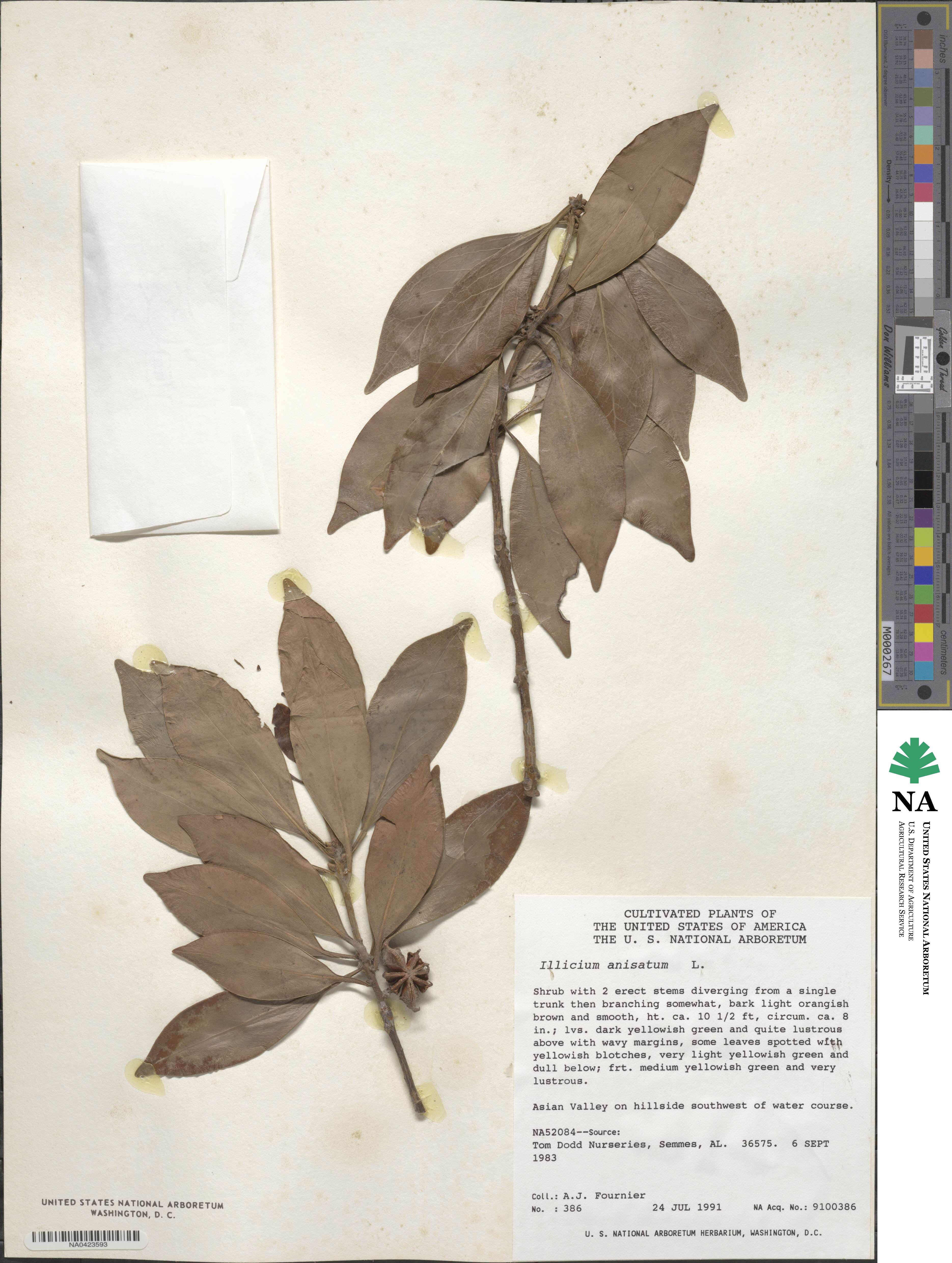 Illicium anisatum image