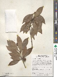 Illicium anisatum image