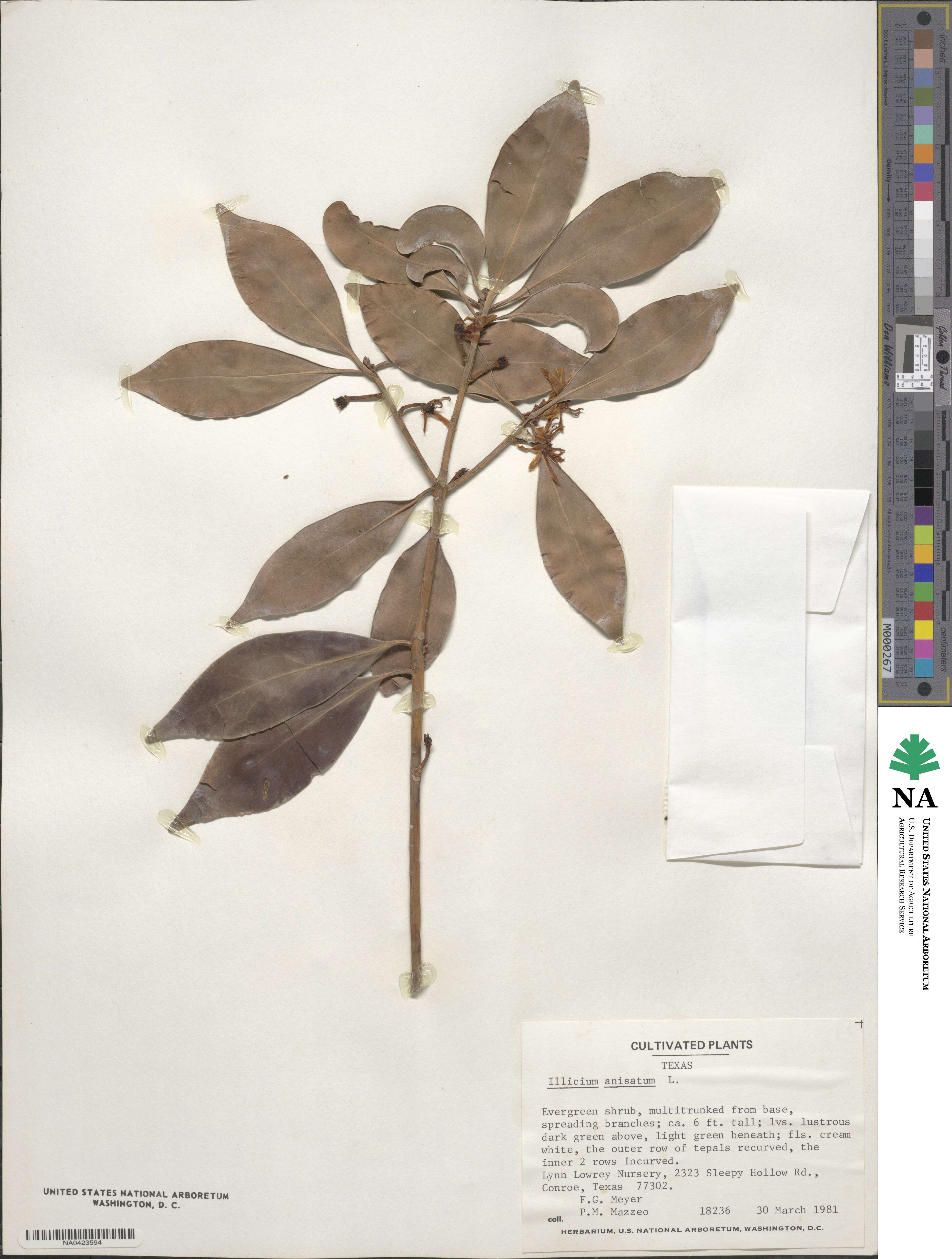 Illicium anisatum image