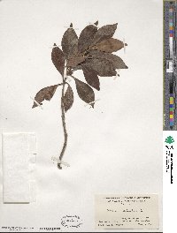 Illicium anisatum image