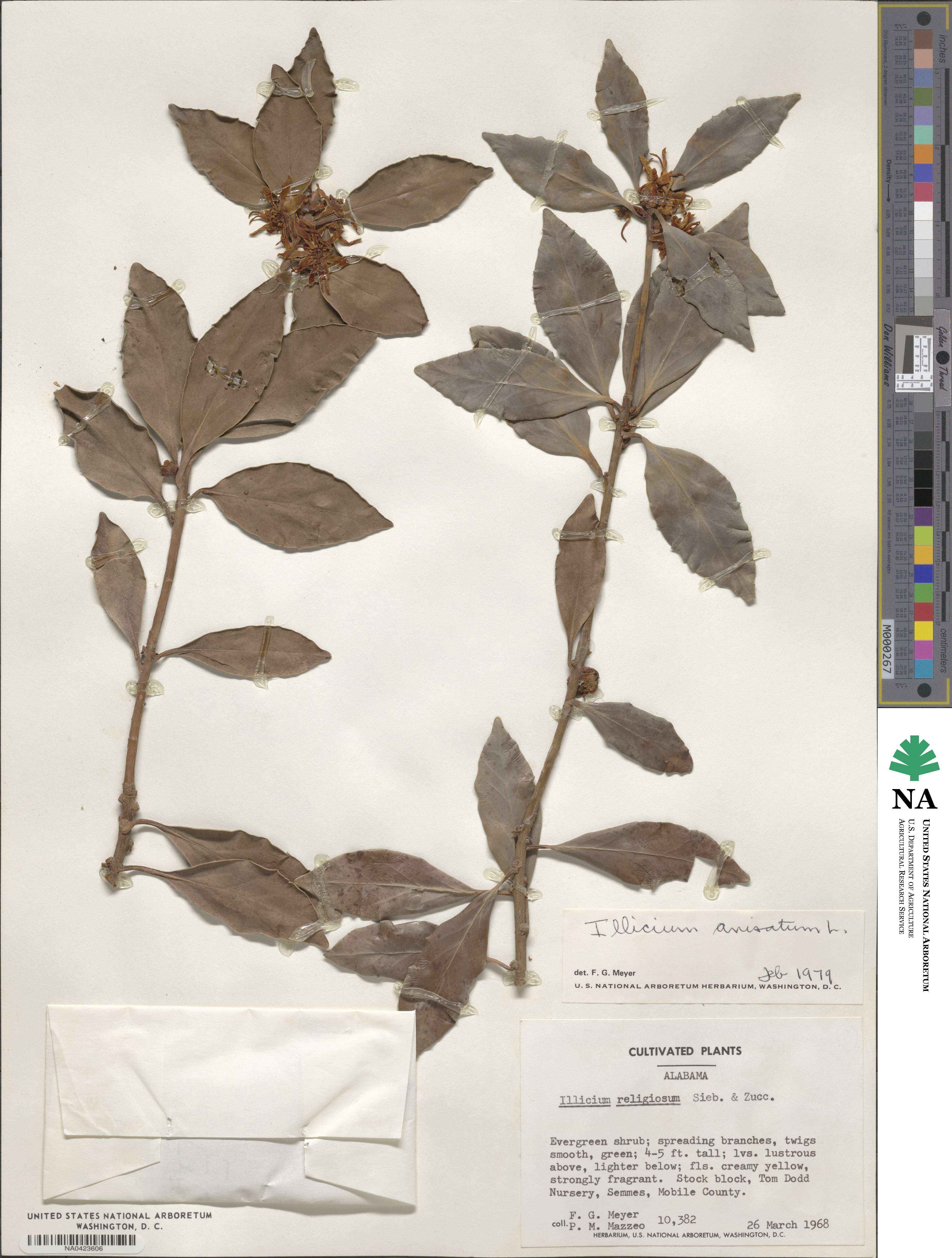 Illicium anisatum image