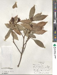 Illicium floridanum image