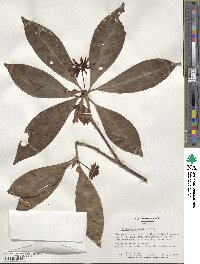 Illicium floridanum image