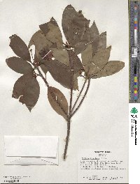 Illicium floridanum image