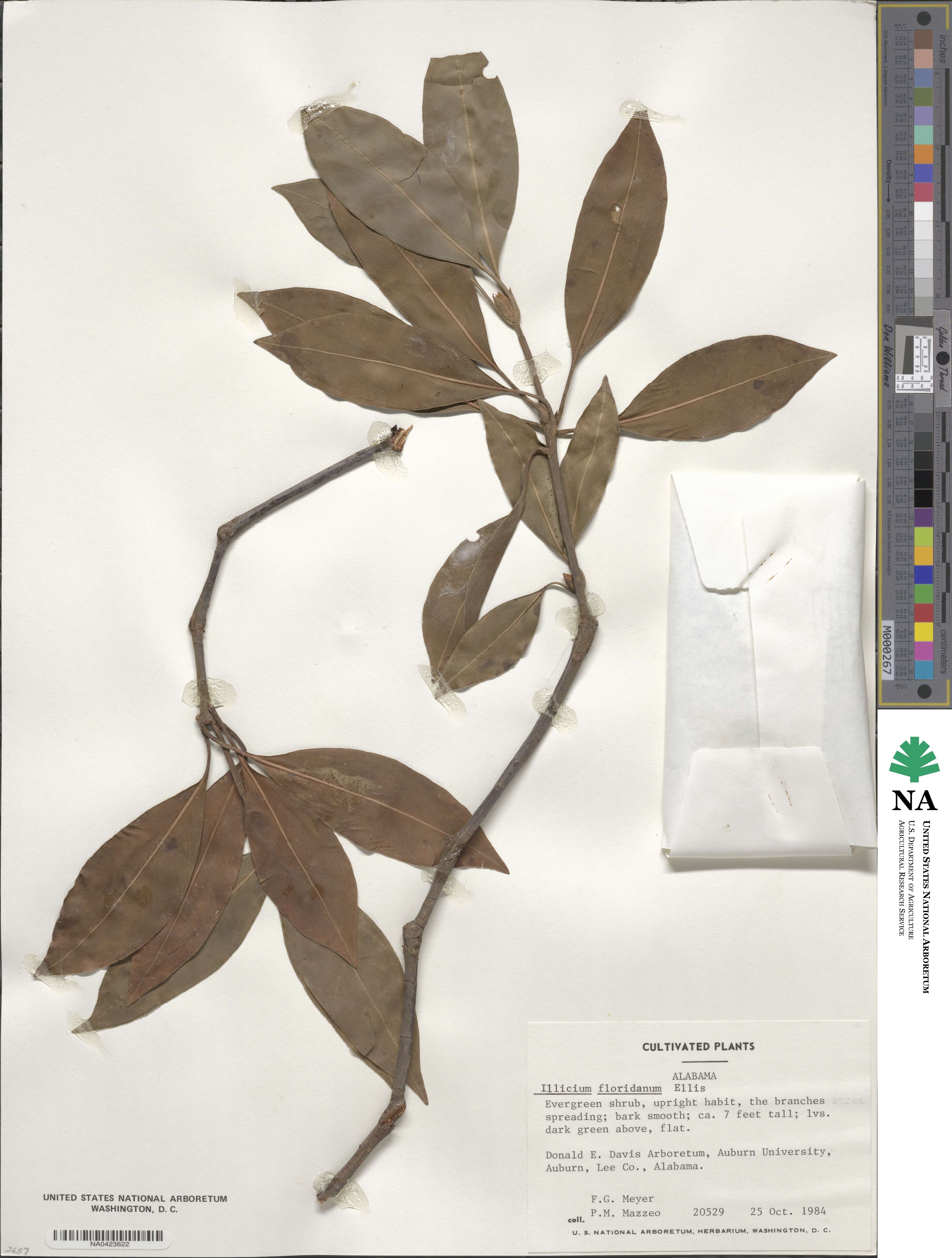 Illicium image