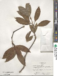 Illicium floridanum image