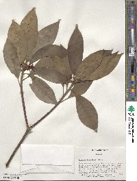 Illicium floridanum image