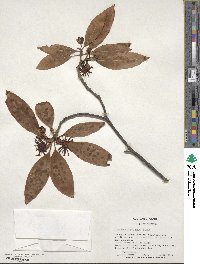 Illicium floridanum image