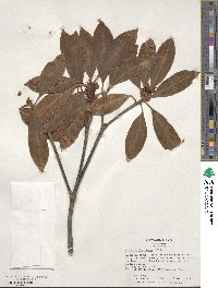 Illicium floridanum image