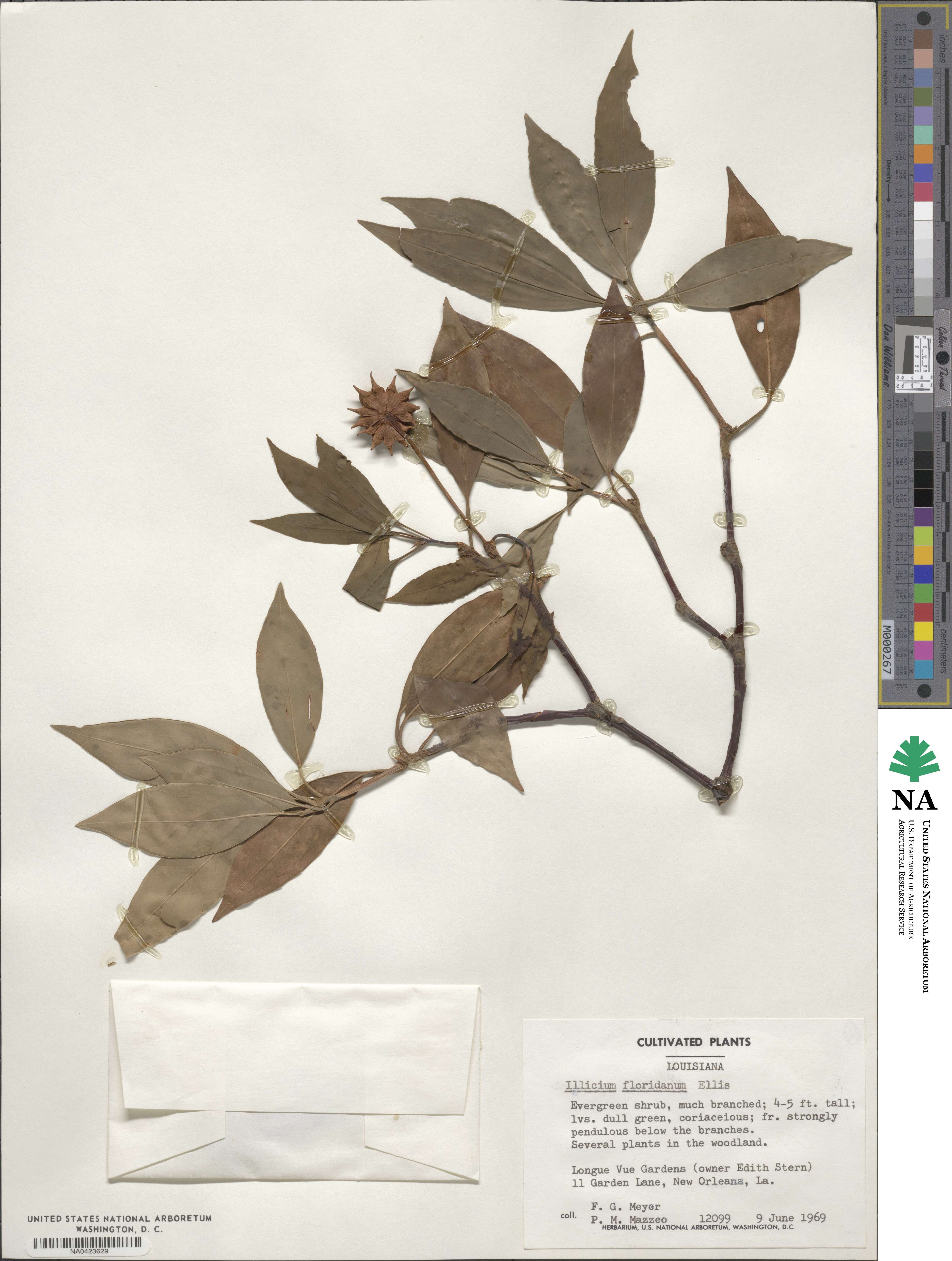 Illicium floridanum image