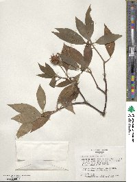 Illicium floridanum image