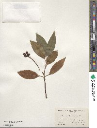 Illicium floridanum image