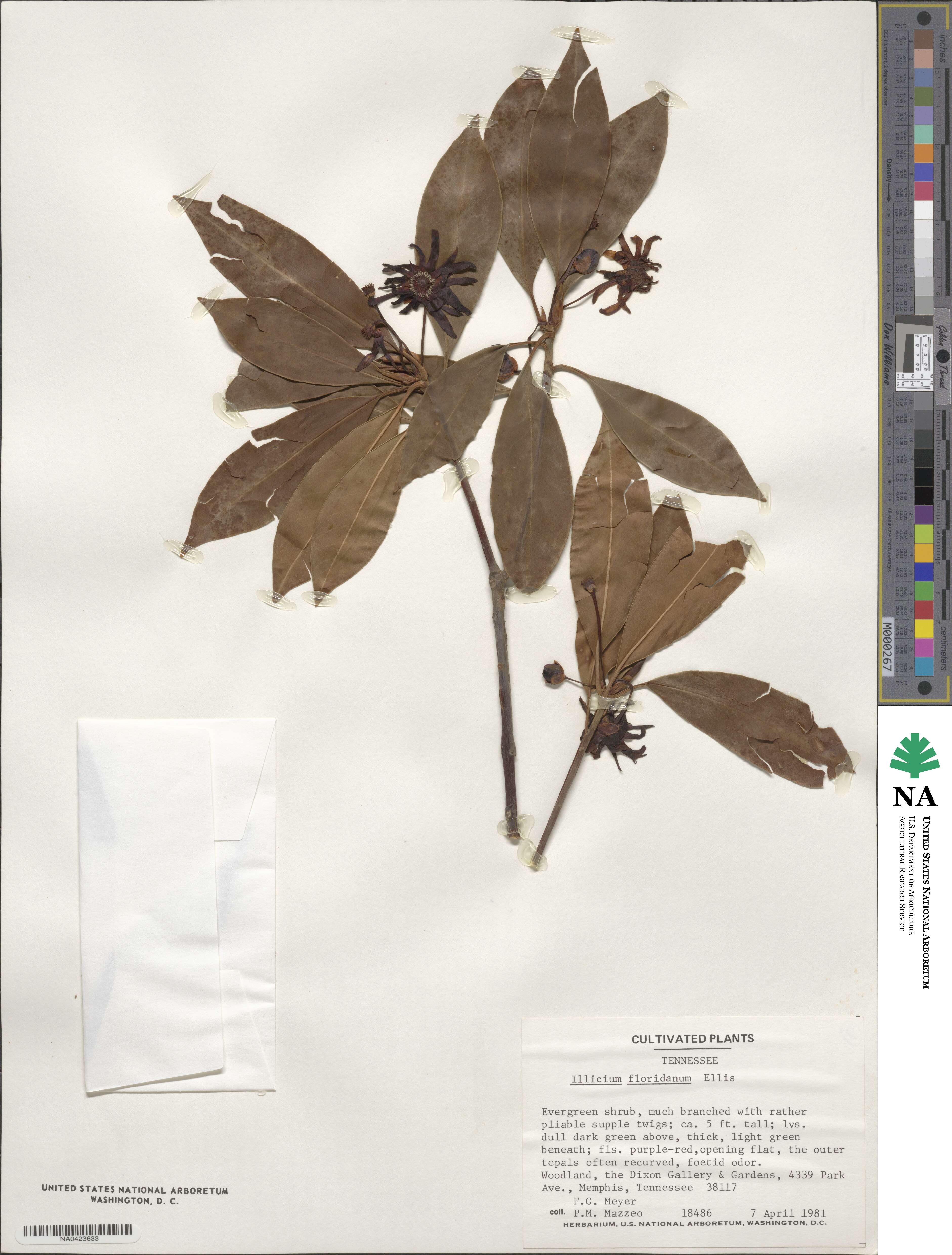 Illicium floridanum image