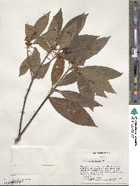 Illicium floridanum image